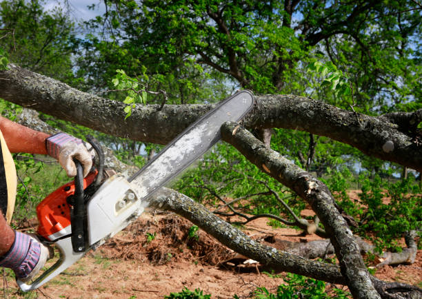 Trusted Glen Rose, TX Tree Care Experts